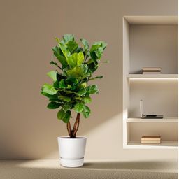 Ficus Lyrata vertakt XL - 200cm - ø34 (8721055693505)
