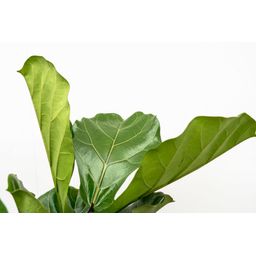 Ficus Lyrata vertakt XL - 200cm - ø34 (8721055693505)