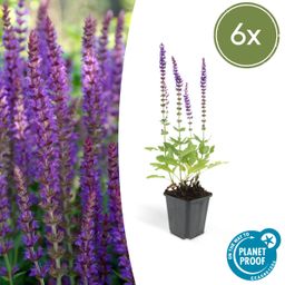 Garden basics 6x Salvia nem. 'Ostfriesland' - ↕10-25cm - Ø9cm (46985)
