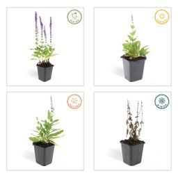 Garden basics 6x Salvia nem. 'Ostfriesland' - ↕10-25cm - Ø9cm (46985)