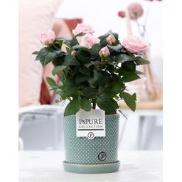 Rosa Light Pink In P&PURE Lauren Ceramics (53387)