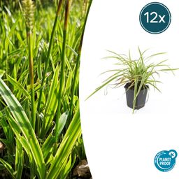 Garden basics 12x Carex morrowii 'Aureovariegata' - ↕10-25cm - Ø9cm (47632)