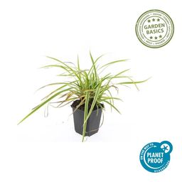 Garden basics 12x Carex morrowii 'Aureovariegata' - ↕10-25cm - Ø9cm (47632)