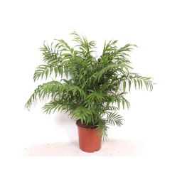 Chamaedorea Elegans - 100 cm - Ø24cm (8721081686694)
