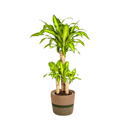 Dracaena Fragrans Massangeana met mand Ø21cm - ↕90 (48791)