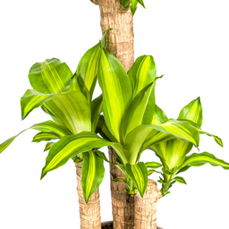 Dracaena Fragrans Massangeana met mand Ø21cm - ↕90 (48791)