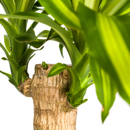 Dracaena Fragrans Massangeana met mand Ø21cm - ↕90 (48791)