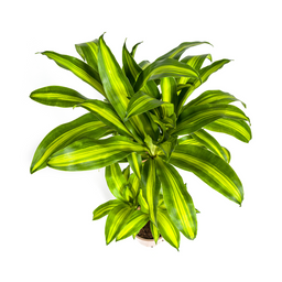 Dracaena Fragrans Massangeana met mand Ø21cm - ↕90 (48791)