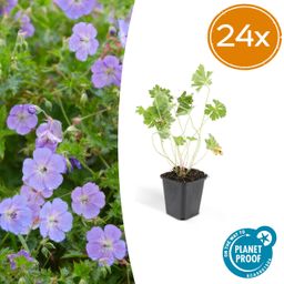 Garden basics 24x Geranium Rozanne - ↕10-25cm - Ø9cm (50320)