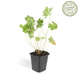 Garden basics 24x Geranium Rozanne - ↕10-25cm - Ø9cm (50320)