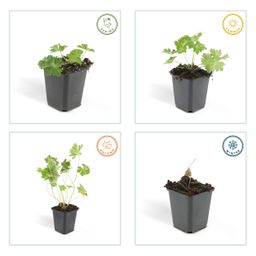 Garden basics 24x Geranium Rozanne - ↕10-25cm - Ø9cm (50320)