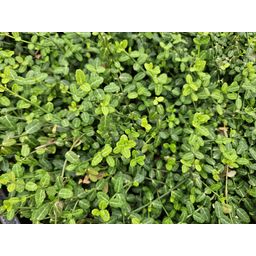 Garden basics 24x Euonymus fort. 'Minimus' - ↕10-25cm - Ø9cm (50408)