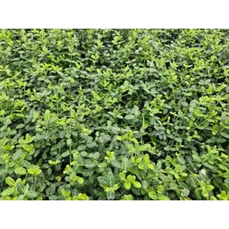 Garden basics 24x Euonymus fort. 'Minimus' - ↕10-25cm - Ø9cm (50408)