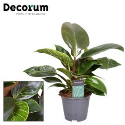 Philodendron Maximus (decorum) (22403)