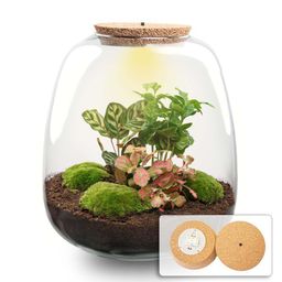 Planten terrarium - Emma - DIY kit - Ø 23 cm - Coffea Red (53764)