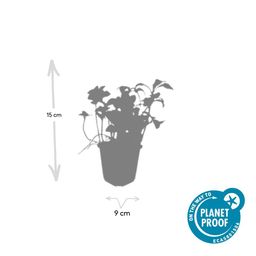 Garden basics 12x Pachysandra term. 'Green Sheen' - ↕10-25cm - Ø9cm (47946)