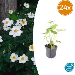 Garden basics 24x Anemone hyb. 'Honorine Jobert' - ↕10-25cm - Ø9cm (50364)