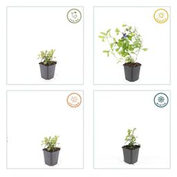 Garden basics 60x Ceratostigma plumbaginoides - ↕10-25cm - Ø9cm (46878)