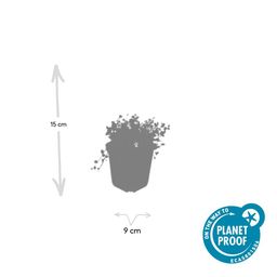 Garden basics 48x Isotoma fluviatilis 'Alba'- ↕10-25cm - Ø9cm (50456)