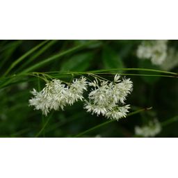 Garden basics 12x Luzula nivea - ↕10-25cm - Ø9cm (47922)