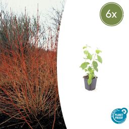 Garden basics 6x Cornus sang. 'Midwinter Fire' - ↕10-25cm - Ø9cm (47672)