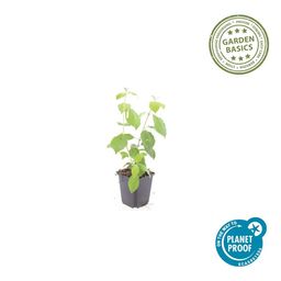 Garden basics 6x Cornus sang. 'Midwinter Fire' - ↕10-25cm - Ø9cm (47672)