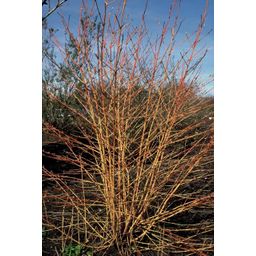 Garden basics 6x Cornus sang. 'Midwinter Fire' - ↕10-25cm - Ø9cm (47672)