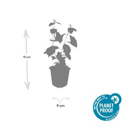 Garden basics 6x Cornus sang. 'Midwinter Fire' - ↕10-25cm - Ø9cm (47672)