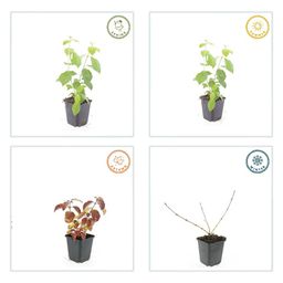 Garden basics 6x Cornus sang. 'Midwinter Fire' - ↕10-25cm - Ø9cm (47672)