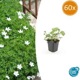 Garden basics 60x Geranium sang. 'Album' - ↕10-25cm - Ø9cm (47815)