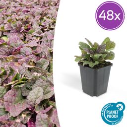 Garden basics 48x Ajuga reptans 'Burgundy Glow' - ↕10-25cm - Ø9cm (50361)