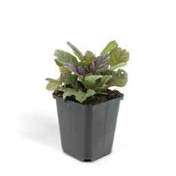 Garden basics 48x Ajuga reptans 'Burgundy Glow' - ↕10-25cm - Ø9cm (50361)