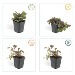 Garden basics 48x Ajuga reptans 'Burgundy Glow' - ↕10-25cm - Ø9cm (50361)