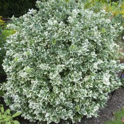 Garden basics 48x Euonymus fort. 'Emerald Gaiety' - ↕10-25cm - Ø9cm (50304)