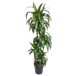 Dracaena Hawaiian Sunshine (35847)