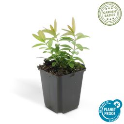 Garden basics 48x Hypericum calycinum - ↕10-25cm - Ø9cm (50329)