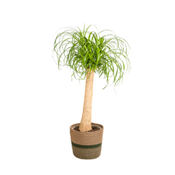 Beaucarnea Recurvata Stam met mand Ø24cm - ↕80 (48787)