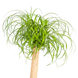 Beaucarnea Recurvata Stam met mand Ø24cm - ↕80 (48787)