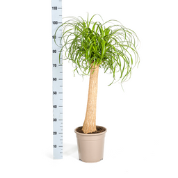 Beaucarnea Recurvata Stam met mand Ø24cm - ↕80 (48787)