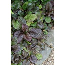 Garden basics 60x Ajuga reptans 'Catlin's Giant' - ↕10-25cm - Ø9cm (47578)