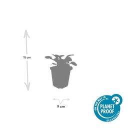 Garden basics 60x Ajuga reptans 'Catlin's Giant' - ↕10-25cm - Ø9cm (47578)