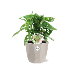 Monstera ‘Monkey Leaf’ in ELHO b.for rock 14 cm warm grey (21620)