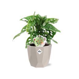 Monstera ‘Monkey Leaf’ in ELHO b.for rock 14 cm warm grey (21620)