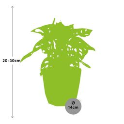 Monstera ‘Monkey Leaf’ in ELHO b.for rock 14 cm warm grey (21620)