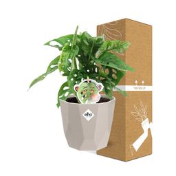 Monstera ‘Monkey Leaf’ in ELHO b.for rock 14 cm warm grey (21620)
