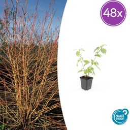 Garden basics 48x Cornus sang. 'Anny's Winter Orange' - ↕10-25cm - Ø9cm (50393)