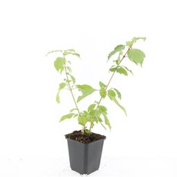 Garden basics 48x Cornus sang. 'Anny's Winter Orange' - ↕10-25cm - Ø9cm (50393)