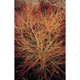 Garden basics 48x Cornus sang. 'Anny's Winter Orange' - ↕10-25cm - Ø9cm (50393)