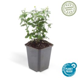 Garden basics 48x Euonymus fortunei radicans - ↕10-25cm - Ø9cm (50411)