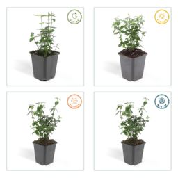 Garden basics 48x Euonymus fortunei radicans - ↕10-25cm - Ø9cm (50411)